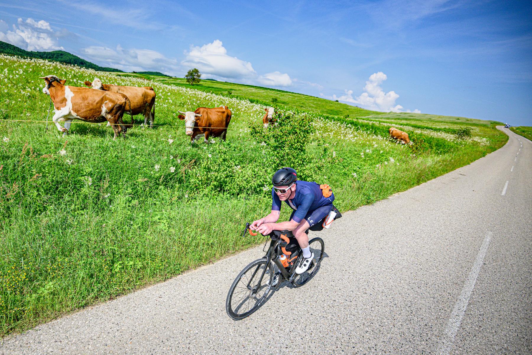 cyclist passing a field of cows