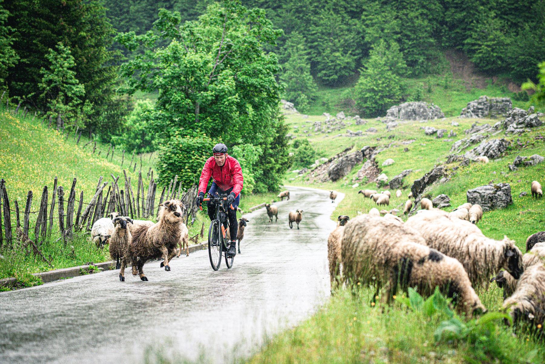 goats running from the road with cyclist in rain arriving